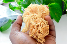 Load image into Gallery viewer, 8 oz. St. Lucia Gold Sea Moss - st. Lucia Sea Moss Gold