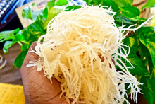 Load image into Gallery viewer, 1 Lb. St. Lucia Sea Moss Gold - st. Lucia Sea Moss Gold